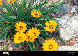 Image result for Gazania krebsiana