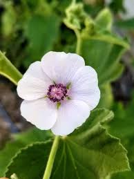 They need partial shade to full sun. Marshmallow Seeds Garden Hoard Certified Organic Heirloom Seeds Grown In Michigan By Renegade Acres