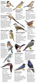 Maybe you would like to learn more about one of these? Birds Of Central Texas Quick Reference Publishing