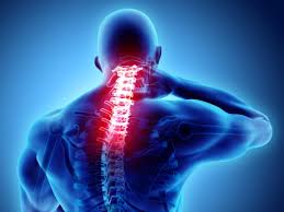 The axial skeleton is made up of the skull, backbone, breastbone, and ribs. Neck Pain After A Car Accident L Distasio Law Firm