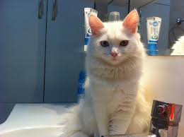 Kedi Kisirlastirma Hakkinda Bilgi
