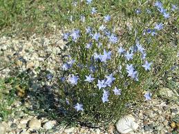 Image result for Wahlenbergia capitata
