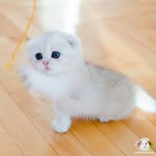 Disi 2 Aylik Sifir Kulak Safkan Scottish Fold