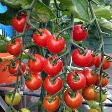 Orange or yellow tomatoes, like golden jubilee and lemon boy, tend to have bright, mild flavors. Cherry Tomato Seeds Supersweet 100