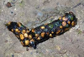 Image result for marten poop