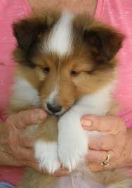 More About Cute Shetland Sheepdog Puppies Temperament Shetlandsheepdog Shetlandsheepdogsurabaya Shetla Shetland Sheepdog Puppies Shetland Sheepdog Sheepdog