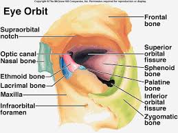 Eye Orbit Eye Anatomy Human Anatomy And Physiology Anatomy