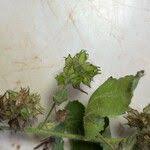 Image result for Sida urens