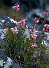 Image result for Polystachya