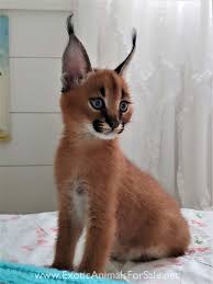 The anatomical adaptations that give the caracal despite its tufted ears inciting comparisons with the lynx, its closest genetic relatives are the serval and the african golden cat, which do not have ear tufts. Caracals For Sale