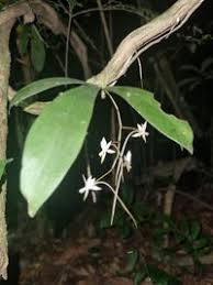 Image result for Aerangis collum-cygni