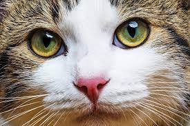 Maybe you would like to learn more about one of these? Neem For Cats Neem Tree Farms