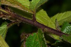 Image result for Triumfetta pilosa