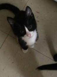 We have been rescuing kittens up to 1 yr oid, mom cat with kittens, and pregnant cats since 2007. Tuxedo Cats For Sale Hartford Ct 311315 Petzlover