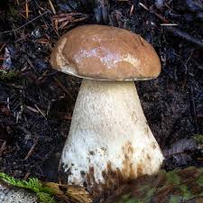 Image result for Boletus atkinsonii