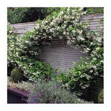 $29.95 usd at time of publication buy. Star Jasmine Evergreen For Balcony And Patio