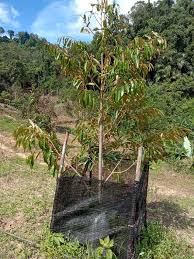 Gunung pojok tiga masih merupakan rangkaian dari jajaran pegunungan yang membelah pulau jawa menjadi dua. Perniagaan Baja Pokok Minyak Wanggi Home Facebook