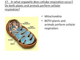 In what cellular organelle does respiration occur. Protist Fungi And Photosynthesis Cellular Respiration Review Ppt Download