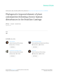 Image result for Cordia torrei