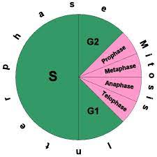 Cell Cycle Summary
