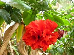 Edible hibiscus flowers for cupcakes. Hibiscus Tea 6 Steps Instructables