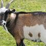 Small goat breeds from www.mannapro.com
