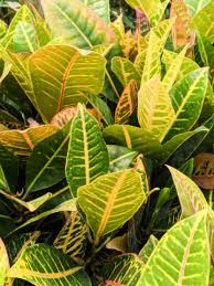 Image result for Croton polytrichus