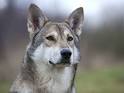 Accalia Saarloos Wolfdogs | Welcome