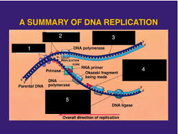8 3 dna replication proprofs quiz. Dna Replication Quizlet Search For A Good Cause