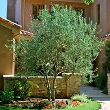 Image result for Olea capensis
