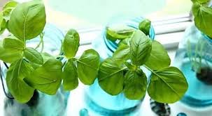 Plus Besoin D Acheter D Ail Voici Comment En Faire Pousser Un Stock Infini A La Maison Herbe Herbes Aromatiques Plantes Aromatiques
