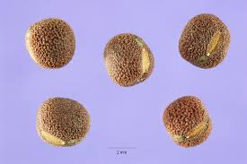 Image result for Lathyrus hirsutus