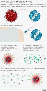 Covid Oxford Vaccine Shows Encouraging Immune Response In Older Adults Bbc News
