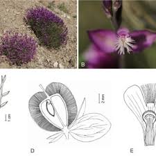 Image result for Polygala welwitschii