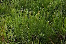 Image result for Schistostephium crataegifolium