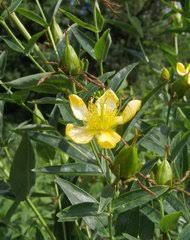 Image result for Hypericum aethiopicum