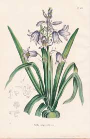 Abonniere envato elements für unbegrenztes herunterladen von stock video gegen eine monatliche gebühr. Antiquariat Steffen Volkel Gmbh Scilla Campanulata Flower Blume Blumen Botanical Botanik Botany Morren Cha