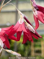 Image result for Dierama formosum