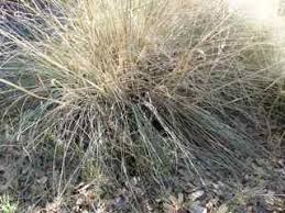 Image result for Eragrostis curvula