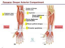 Want to learn more about the action of muscles: Flexor Pollicis Longus Origin Insertion Nerve Supply Action How To Relief
