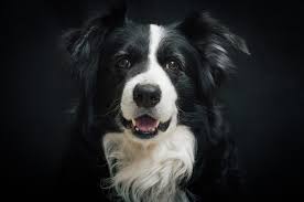 Border Collie Health Problems Issues Canna Pet Herding Dogs Smartest Dog Breeds Collie Puppies