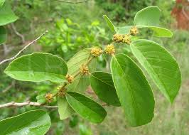 Image result for Bridelia micrantha