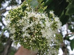 Image result for Nuxia congesta