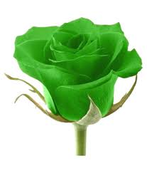 Image result for images of green rose hd