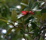 Image result for Monotes elegans