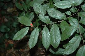 Image result for Dichapetalum