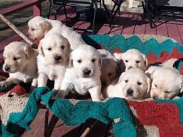 Maybe you would like to learn more about one of these? Litter Of 8 Golden Retriever Puppies For Sale In Cantril Ia Adn 70184 On Puppyfinder Com Gender Male S And Retriever Puppy Golden Retriever Litter Puppies