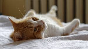 Warum pinkelt meine katze im bett meines sohnes und meiner tochter, berührt aber mein bett nicht? Katze Pinkelt Ins Bett Ursachen Abgewohnen