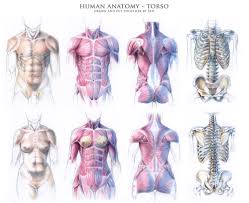 These bones are arranged into two major divisions: Human Anatomy Torso By Fan The Little Demon On Deviantart
