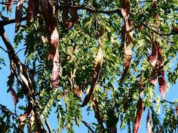 We did not find results for: Honey Locust Trees Vs Black Locust Compared Gardening Channel